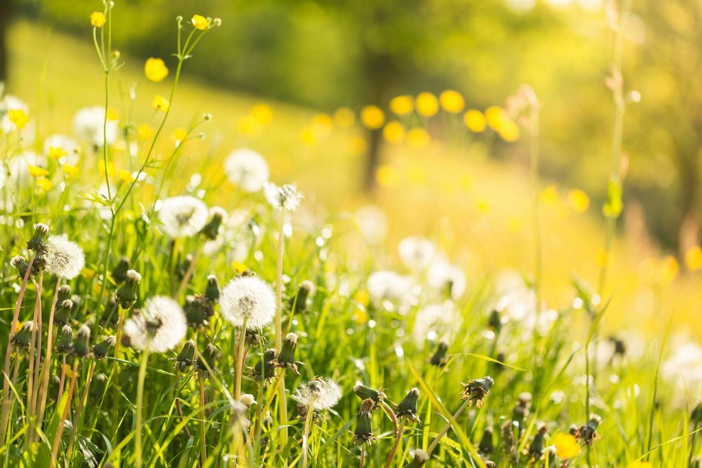 DraftGuard: How Air Leaks Can Impact Allergies In The Home or Office